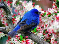 /album/eco-do-sistema/a1920x1440-passaro-azul-na-planta-com-flores-5961e62989-jpg1/