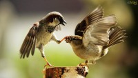 /album/eco-do-sistema/passaros-casal-wallpaper-jpg1/