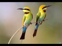 /album/eco-do-sistema/two-birds-jpg1/